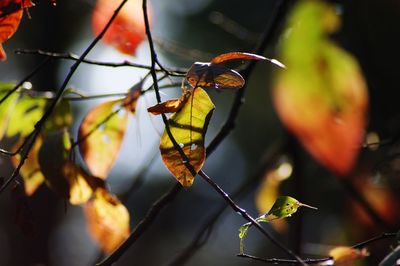 Close-up of leaves