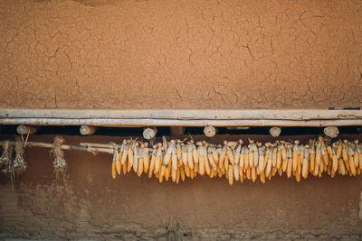 Corn cobs drying outdoors