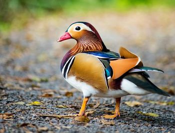 Close-up of bird