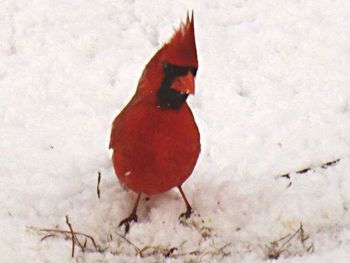 Close-up of bird perching on white background