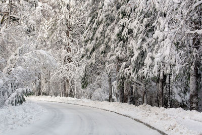 Snow covered road amidst trees during winter