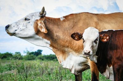 Cow standing in a field