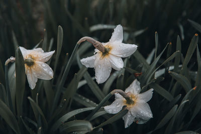 Close-up of raindrops on white flowering plant