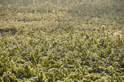 Plants growing on field