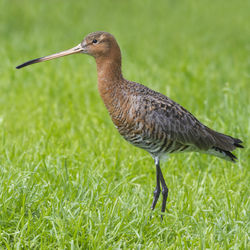 Close-up of a bird on grass