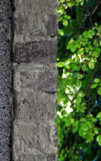 Close-up of tree trunk