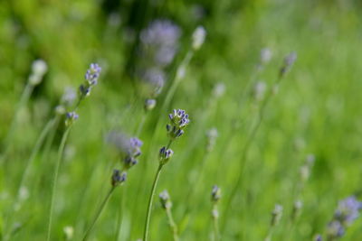 Close-up of wet purple flowering plants on field