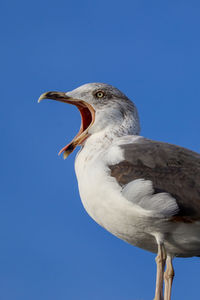 Low angle view of bird perching against clear blue sky