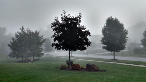 Trees in foggy weather