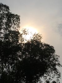 Low angle view of silhouette trees against sky during sunset