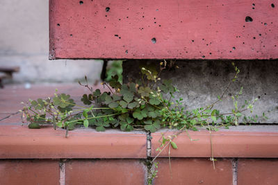 wall