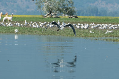 Birds flying over lake