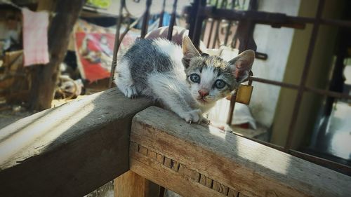 Close-up portrait of cat on wood