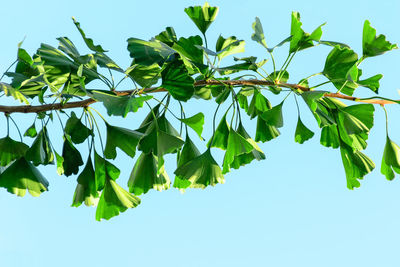 Low angle view of leaves against sky