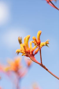 Close-up of flowers against sky