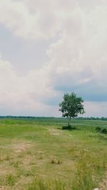 Scenic view of grassy field against sky