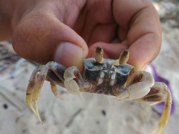 Close-up of hand holding small
