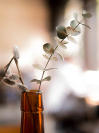 Close-up of plant against blurred background