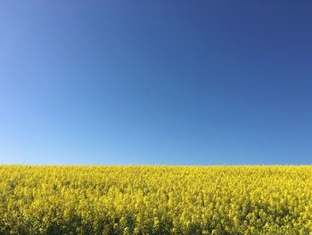 Idyllic shot of yellow field against clear blue sky