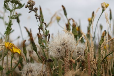 Close-up of yellow flowering plants on field