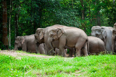 Elephant in a field