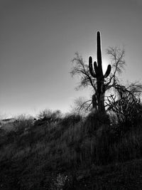 Cactus plant growing on field against sky