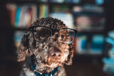 Close-up portrait of a dog