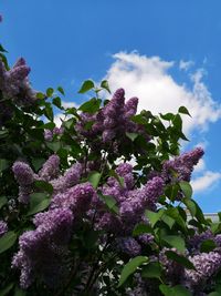 Low angle view of pink flowering plant against sky