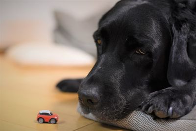 Close-up of a dog