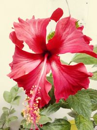 Close-up of red hibiscus blooming outdoors