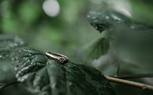 Wedding rings on green leaves. wedding gold wedding rings. wedding rings on the plant.