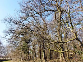 Low angle view of bare trees against sky