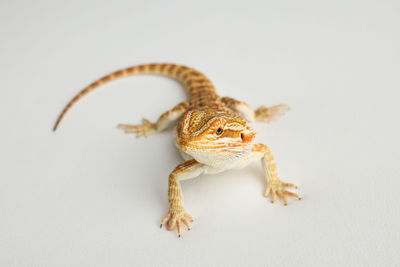 Close-up of lizard against white background