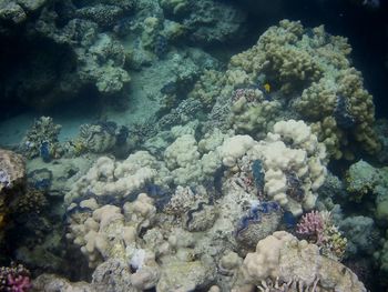 High angle view of fish swimming in sea