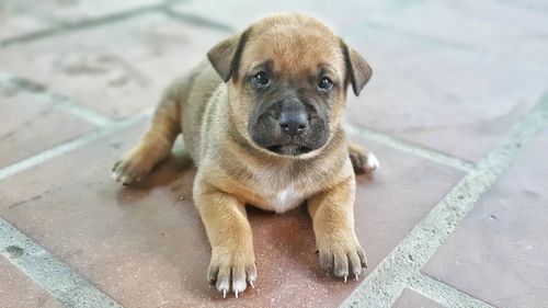 Portrait of puppy sitting on footpath