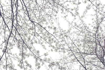 Low angle view of tree against sky