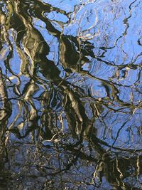 Full frame shot of tree with reflection in lake