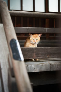 Cat sitting behind railing