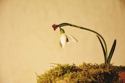 A ladybug on a snowdrop