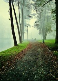 Trees in foggy weather