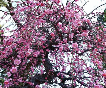 Low angle view of pink flowering tree