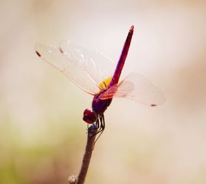 Close-up of dragonfly on twig
