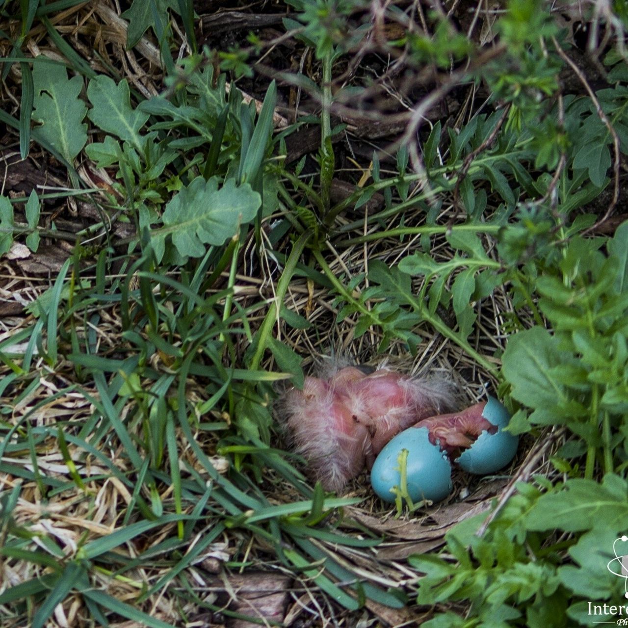 grass, leaf, green color, high angle view, field, plant, growth, one animal, animal themes, grassy, nature, close-up, day, outdoors, no people, ground, selective focus, front or back yard, sunlight, dry