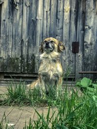 Dog sitting on wooden fence