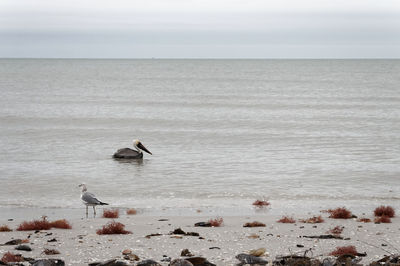 Side view of birds in water