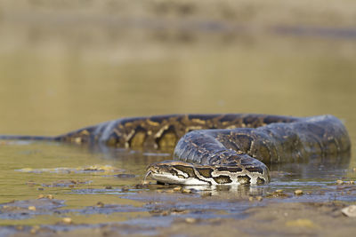 Close-up of turtle in swimming pool