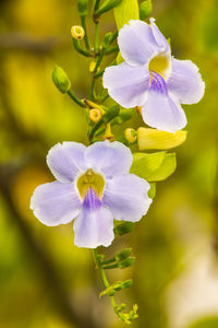 Close-up of purple flowering plant