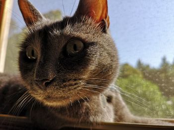 Close-up of a cat