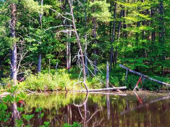 Scenic view of lake in forest