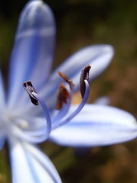 Close-up of agapanthus flower